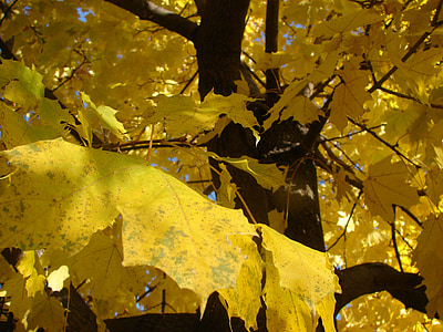 acero, caduta, autunno, foglie, Colore, stagione, giallo