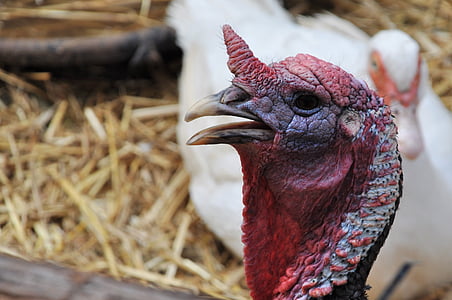 turkey, poultry, farm, animal, animal farm, medieval festival, gisors