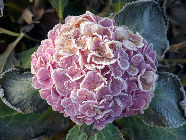 Hortensia, invierno, congelados, Zing, color de rosa, naturaleza, planta