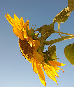 Sun flower, kwiat, żółty, niebo