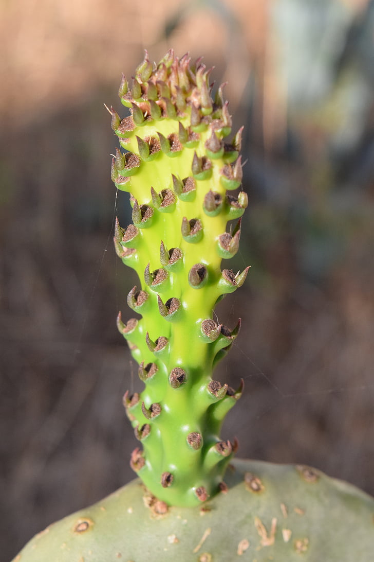 prickly pear, sluiten, Cactus, Spur, cactus broeikasgassen, stekelig, groen