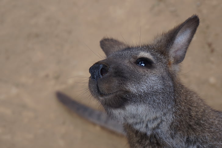 wallaby, animal, wildlife, australia, marsupial, mammal, wild