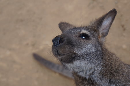 Wallaby, animale, fauna selvatica, Australia, marsupiale, mammifero, selvaggio