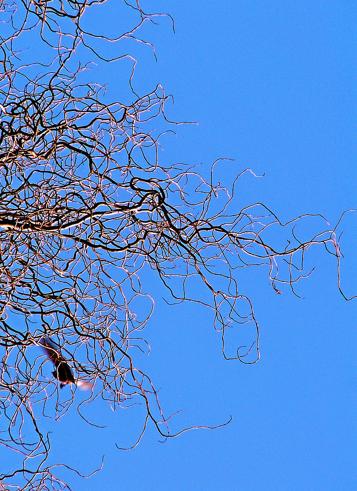 departure, branches, twisted willow, sky, blue, bird, twigs