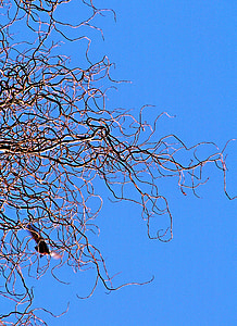keberangkatan, cabang, memutar willow, langit, biru, burung, ranting