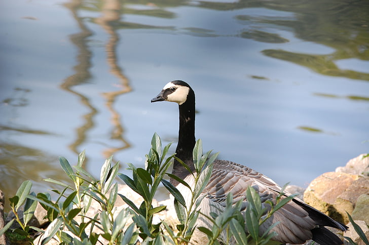 Canada goose, étang, fleurs, eau, nature, oiseau, Bernache du Canada