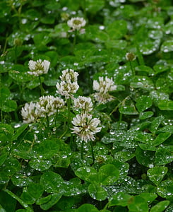 rain, astragalus, grass, flowers, trefoil, clover, drop