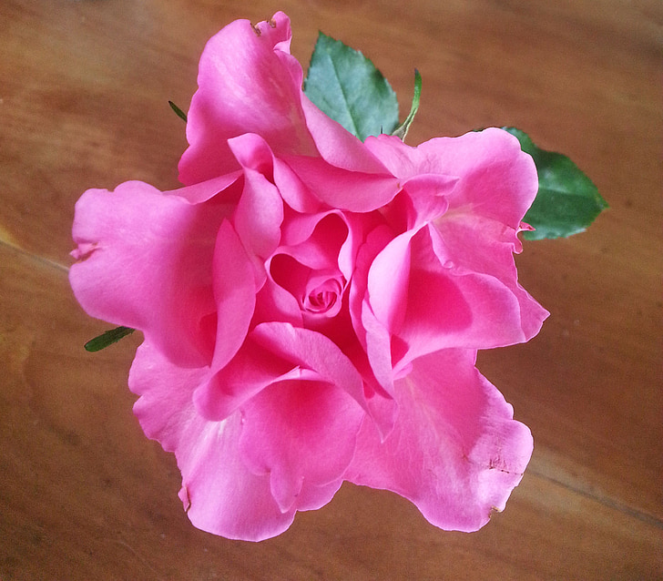 Rosa, ökade, blomma, Blossom, Bloom