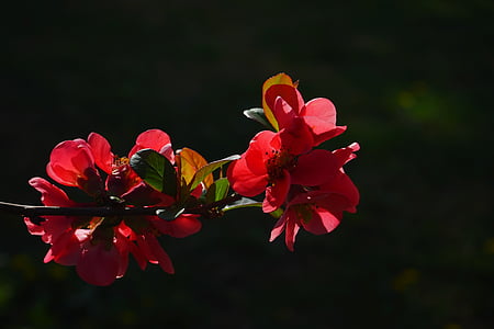 codony ornamental japonès, flors, vermell, vermell taronja, arbust, branca, chaenomeles japonica