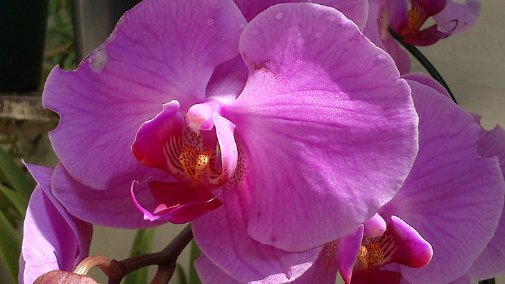 Orquidea, blomst, natur