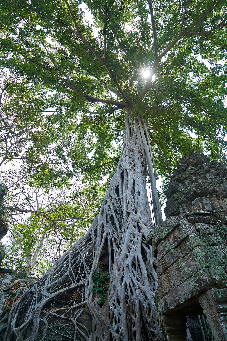 træ, natur, plante, store, gamle, Cambodja, Angkor wat