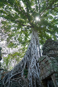 ağaç, doğa, bitki, büyük, eski, Kamboçya, Angkor wat