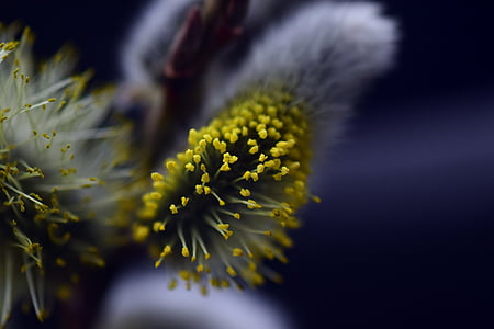 pasture, pussy willow, blossom, bloom, nature, inflorescence, close