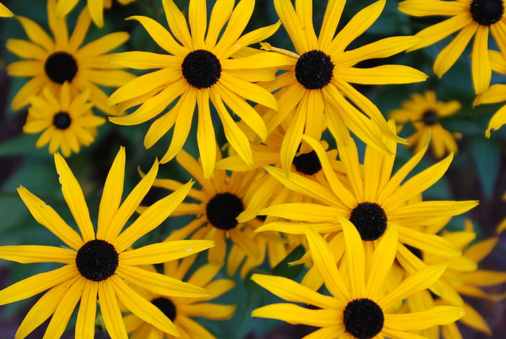 coneflowers, flowers, yellow, garden
