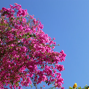 Bougainvillea, Rosa, havet, sommar, blommor, Sky, blå
