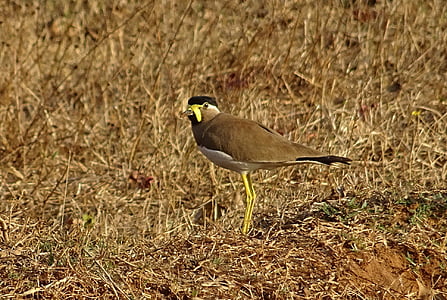 fugl, gul-Wattle Vibe, vanellus malabaricus, Vibe, Wildlife, aviær, bhimgadh