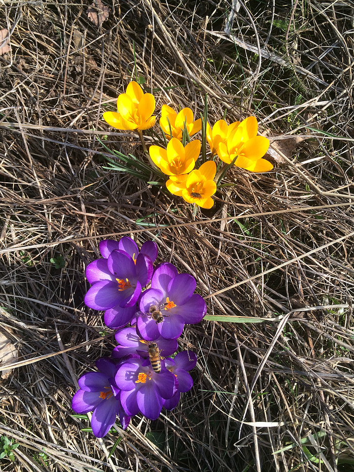 bičių, bičių, pavasarį, Švedija, apdulkinimas, Gamta, gyvūnija
