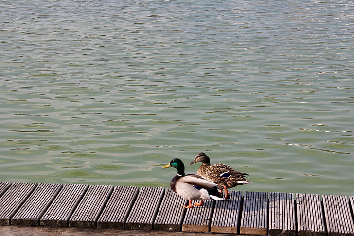 патица, двойка, зеленоглава патица, вода, перушина, две, вода птица