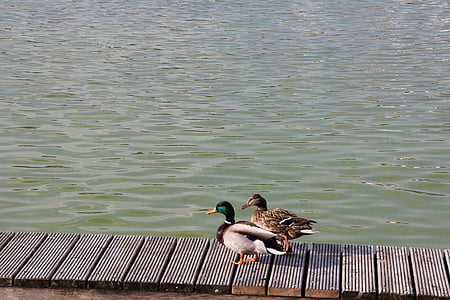 duck, pair, mallards, water, plumage, two, water bird
