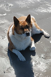 cão, praia, areia, animal, animal de estimação, filhote de cachorro, cão feliz