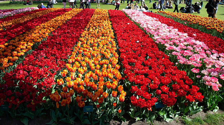 flowers, tulips, field, varieties, plants, bulbs, bloom