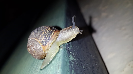 slug, animal, snail, natural
