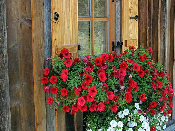 okno, kvety, Petunia, závesné zariadenia, balkón rastliny, okrasná rastlina, závesné petunia