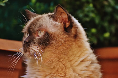 gatto, shorthair britannico, Thoroughbred, pelliccia, marrone, beige, occhio azzurro