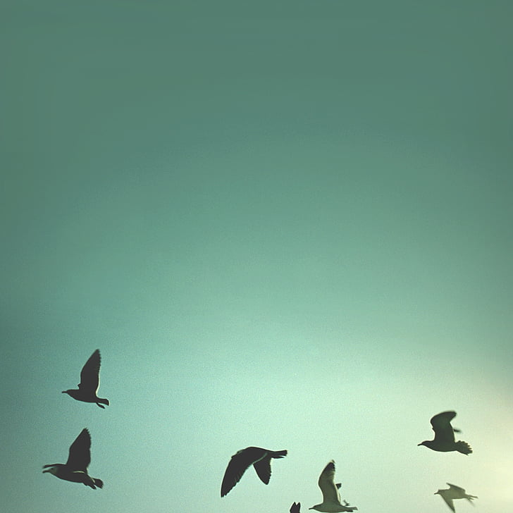 ptáci, obloha, Abstrakt, modrá, Příroda, krajina, létání