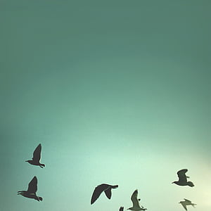 birds, sky, abstract, blue, nature, landscape, flying
