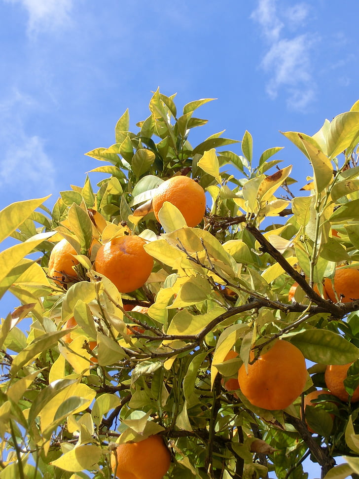 オレンジの木, andalousia, スペイン, 春