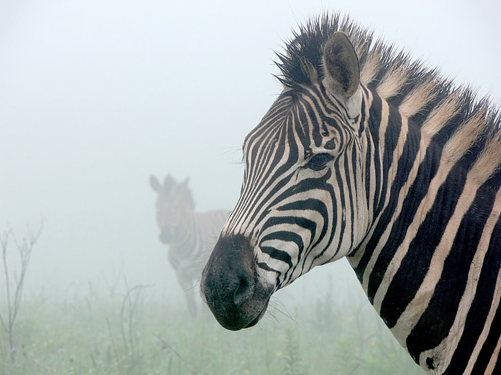 Zebra, mlha, přízračné, silueta, pruhy, volně žijící zvířata, Afrika
