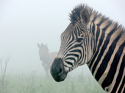 Зебра, туман, Призрачные, силуэт, полосы, Дикая природа, Африка