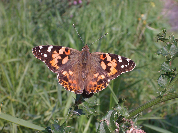 mariposa, Painted lady, naturaleza