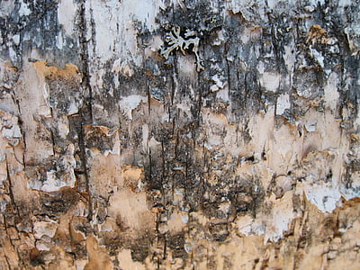birch, birch bark, background, backgrounds, pattern, material, rough