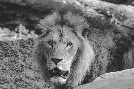 lejon, djur, hane, kung av beasts, vilda djur, Zoo, Lion - feline