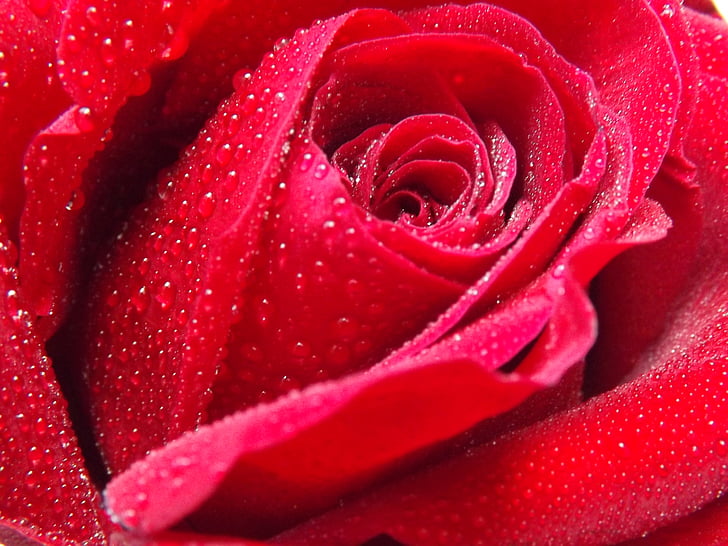 rose, dew, water, red, petals, flower