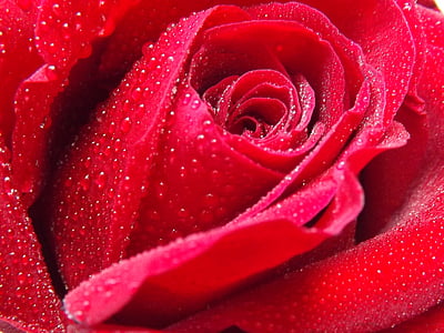 ruža, Rosa, vode, Crveni, latice, cvijet