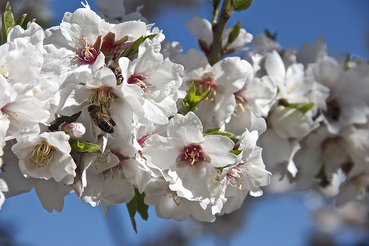 blomst, Almond tree, våren, mandel blomster, mandel blomster, blomstrende, natur