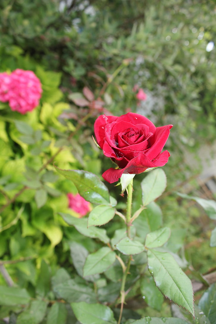 rose, bud, flower