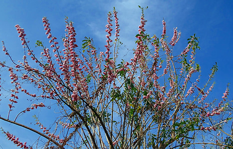 gliricidia sepium, Mehhiko lilla, puu, lilled, lämmastikku siduva, India, loodus