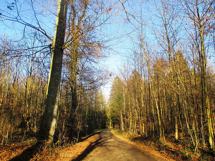 leśna ścieżka, lasu, sielanka, przelotu, ścieżka, piesze wycieczki, drzewa