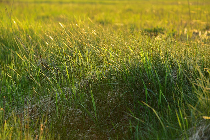 трева, Грийн, природата, ливада, лято, околна среда, буйни