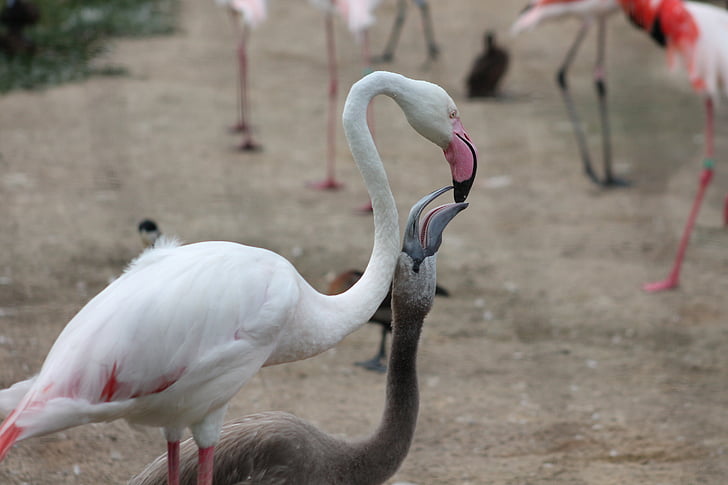 flamingos, zoo, safari, dvur kralove nad labem, feeding, birds, flamingo
