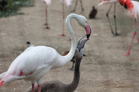 flamingai, zoologijos sodas, Safari, Dvur kralove nad labem, šėrimo, paukščiai, flamingas