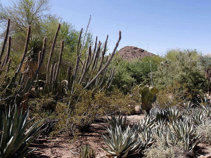 Kaktus, Pustynia, krajobraz, Arizona, Stany Zjednoczone Ameryki, Natura, Yucca