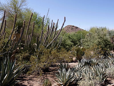 Kaktus, Pustynia, krajobraz, Arizona, Stany Zjednoczone Ameryki, Natura, Yucca