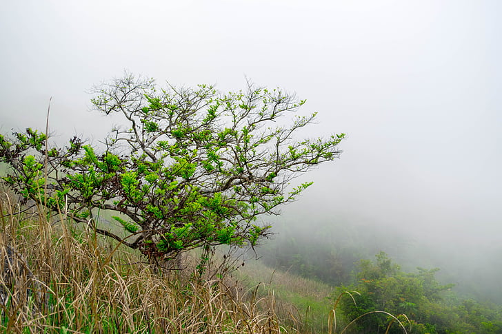 drzewo, Natura, mgła, środowisko