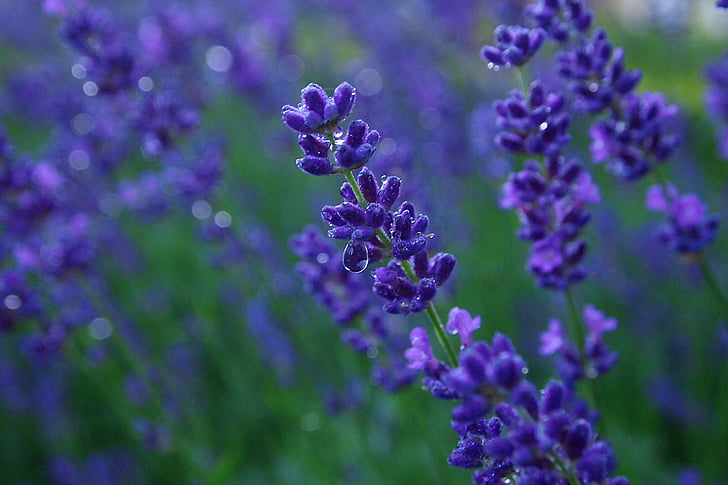 levandule, Detailní záběr, dešťové kapky, zahrada, léto, modrý květ fialový, fialová