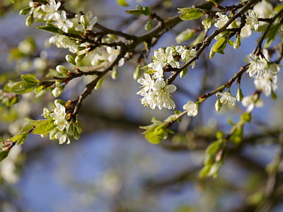 ramo de ameixa, ameixa, filial, árvore, Primavera, árvore de ameixa, flor de ameixa